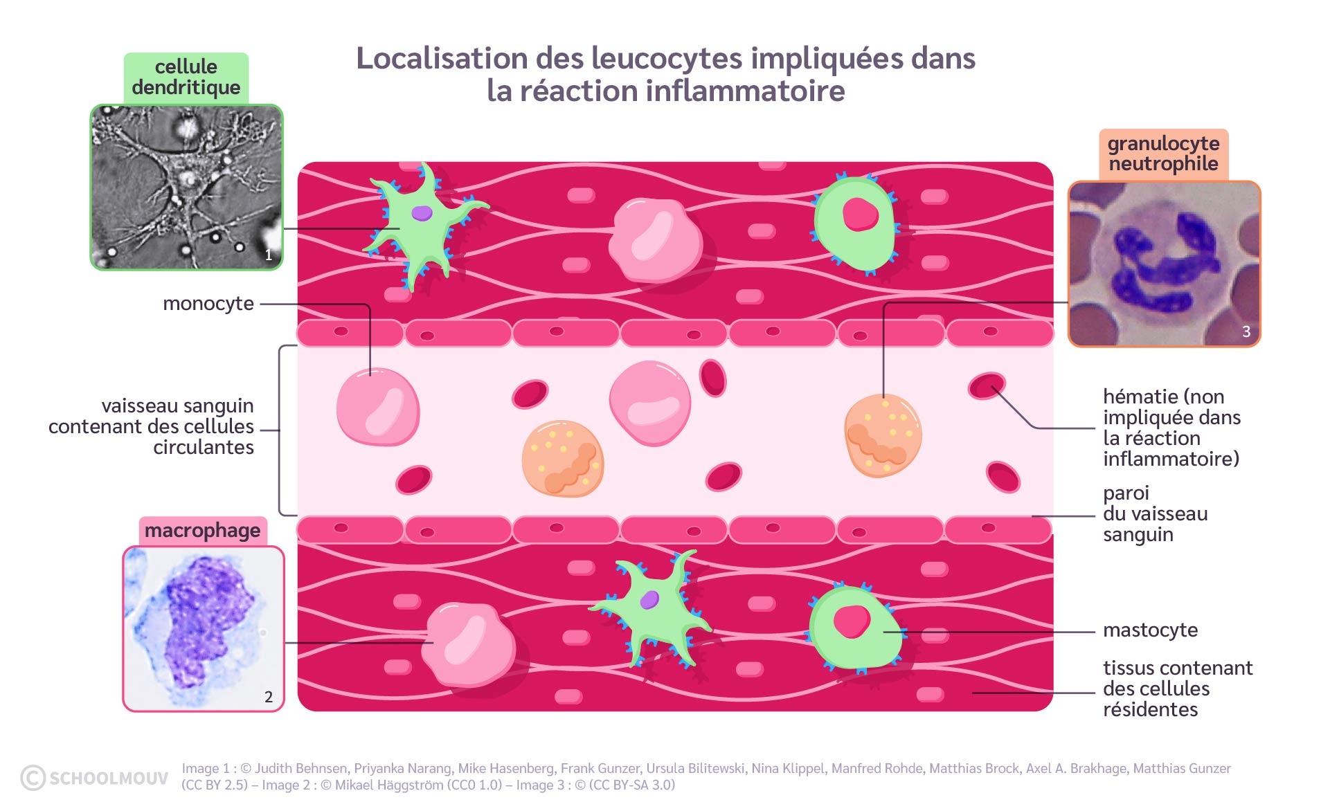localisation des leucocytes impliqués dans la réaction inflammatoire