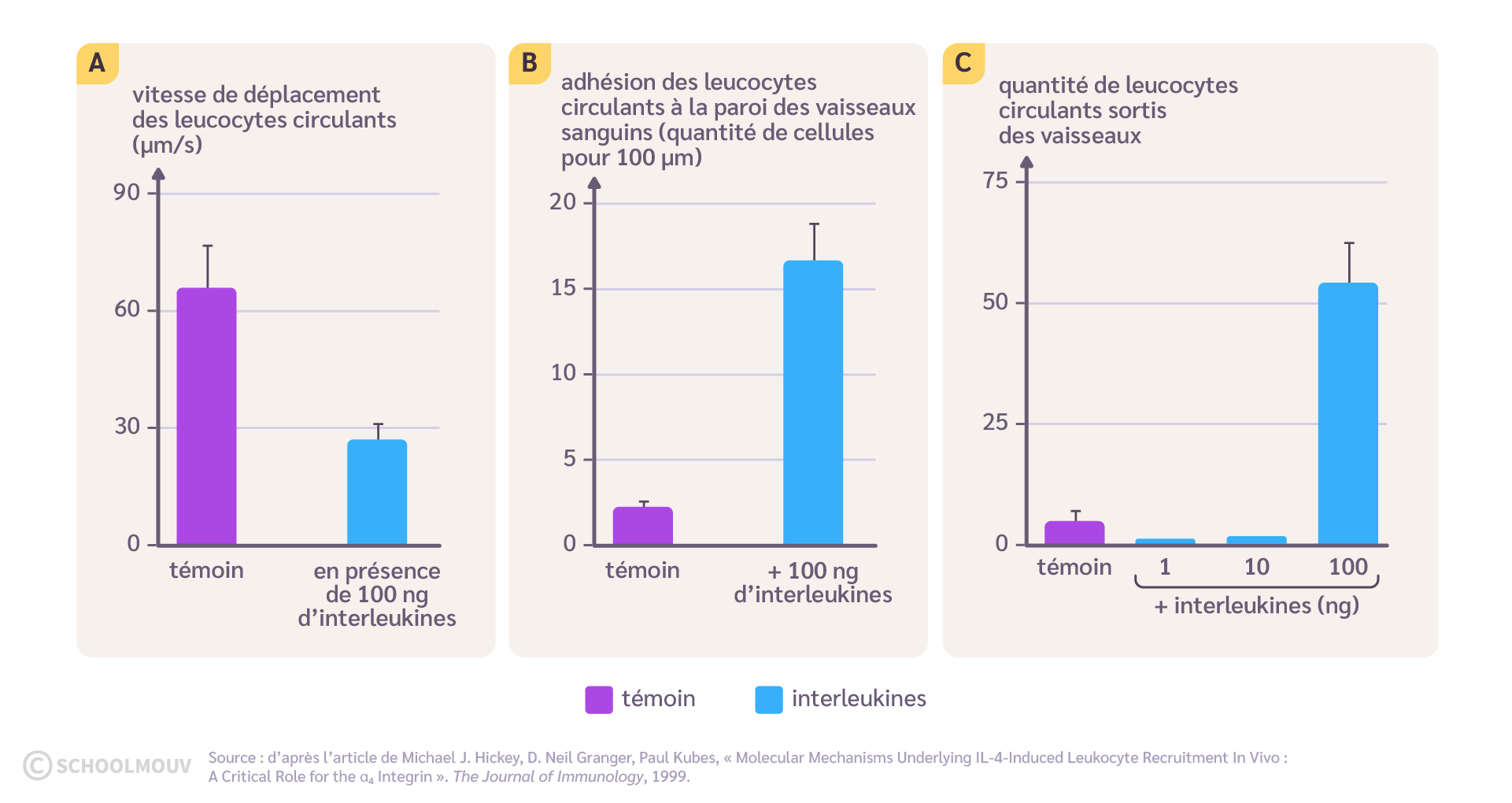 Action des interleukines sur l’attraction des cellules circulantes