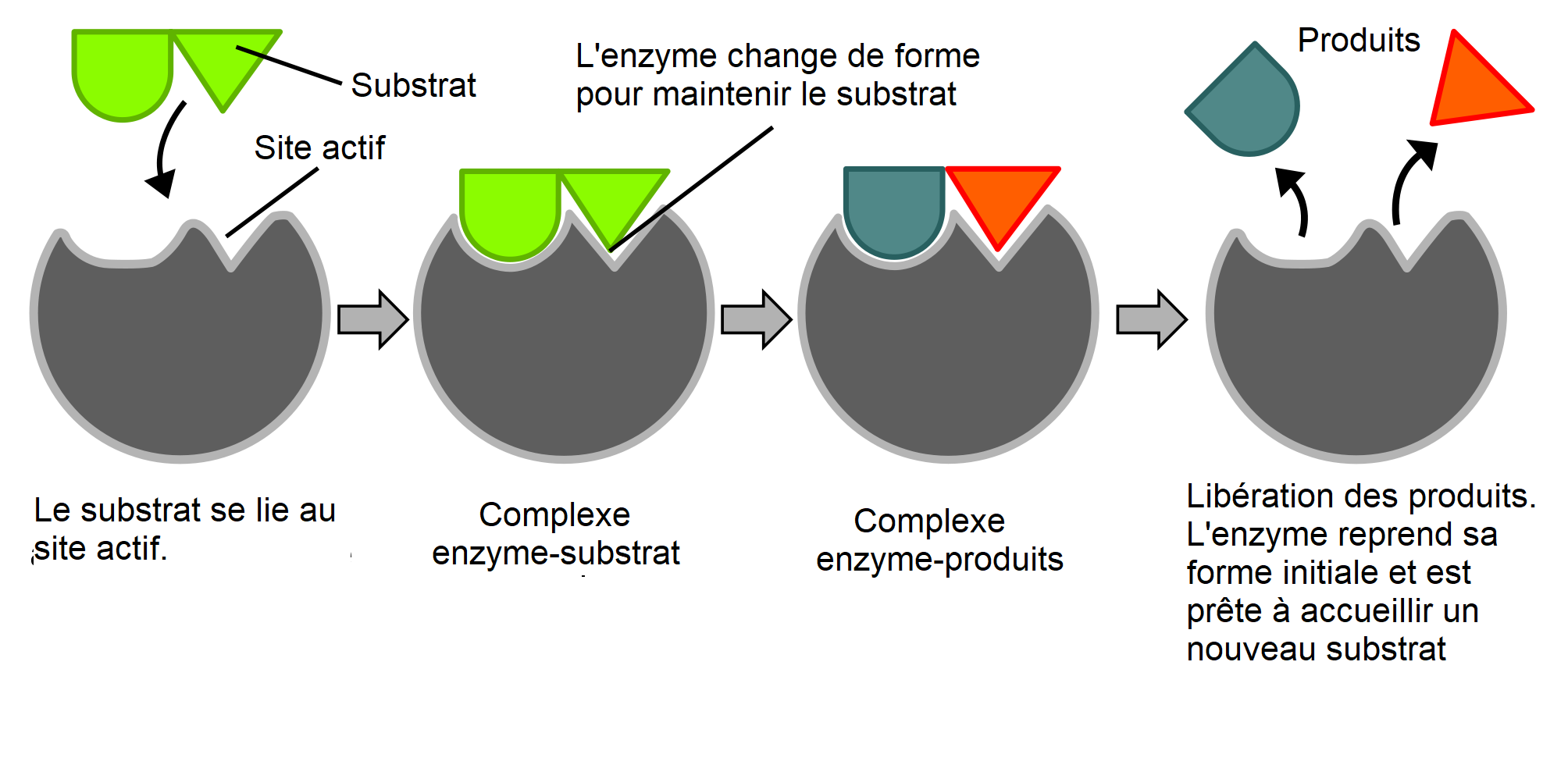 Mécanisme d’action d’une enzyme