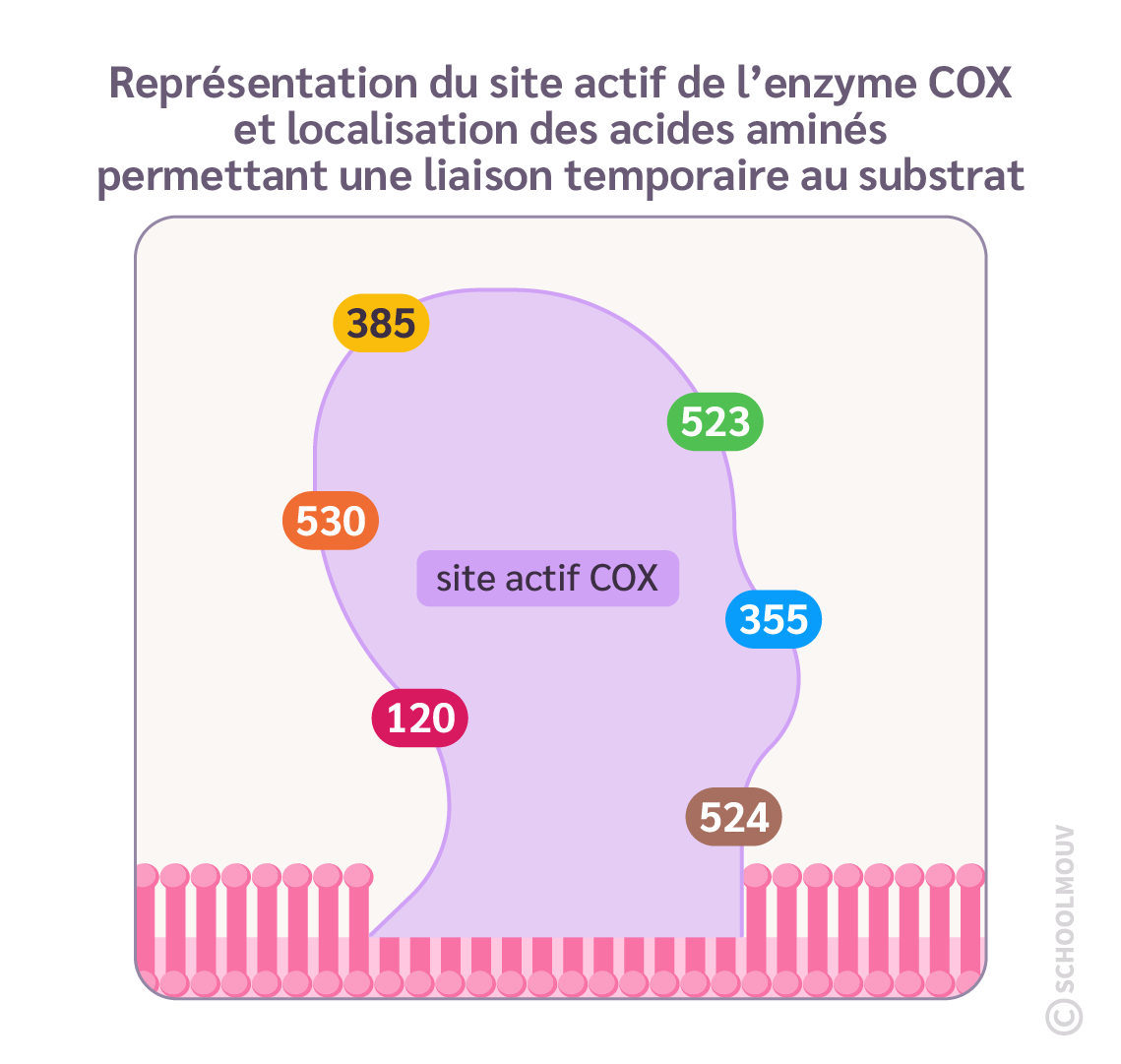 Représentation du site actif de l’enzyme COX et localisation des acides aminés permettant une liaison temporaire au substrat