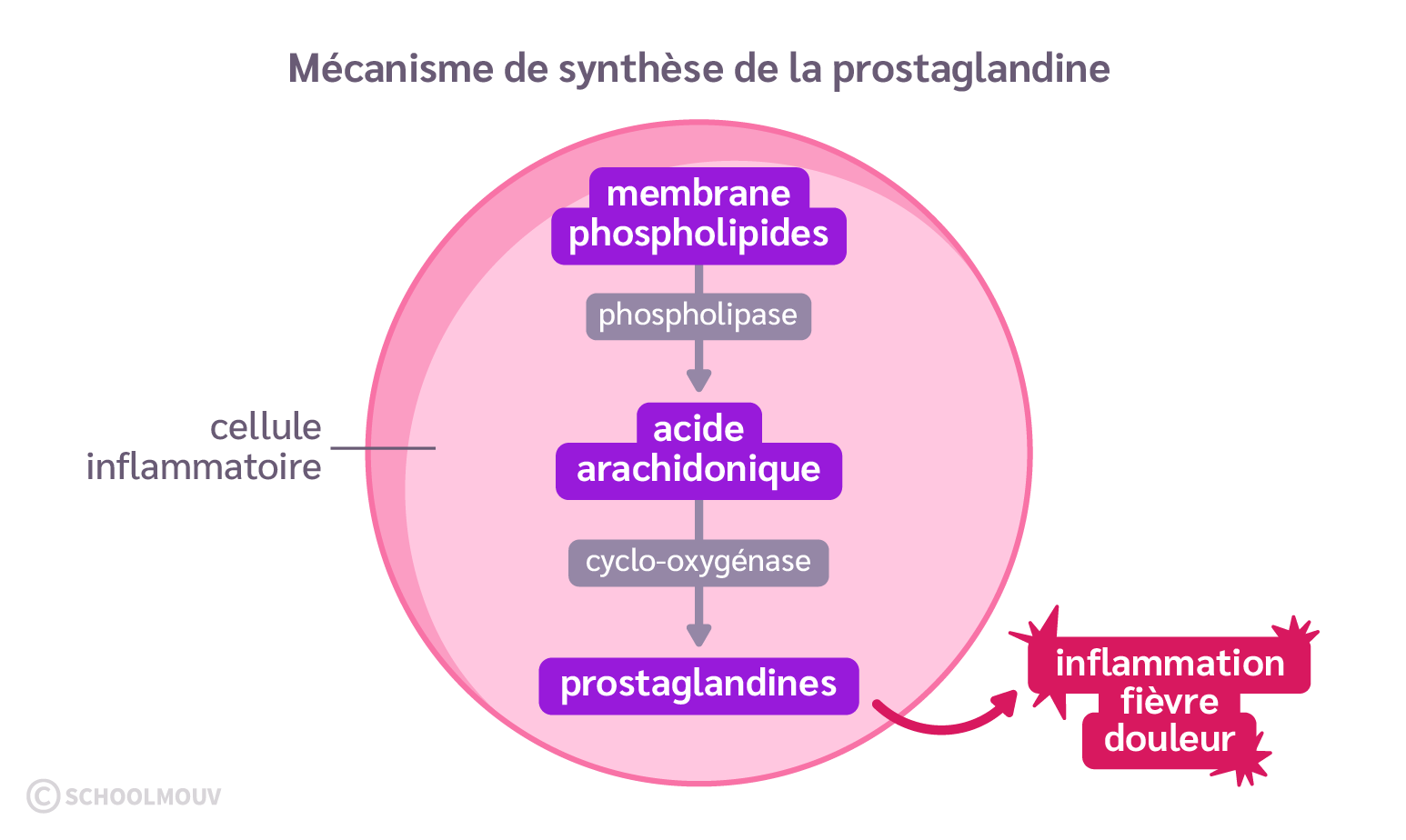 Mécanisme de synthèse de la prostaglandine