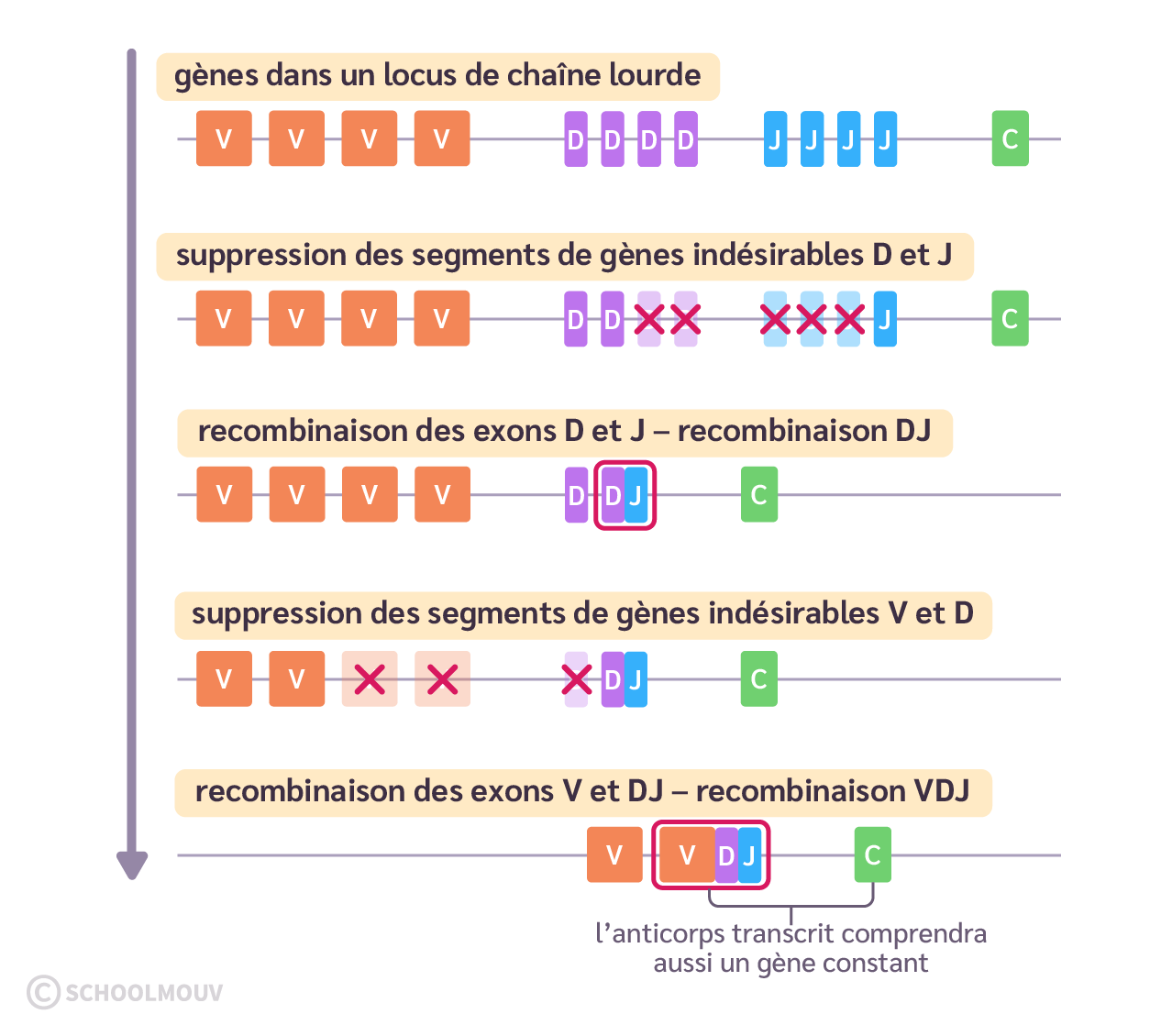 La recombinaison V(D)J