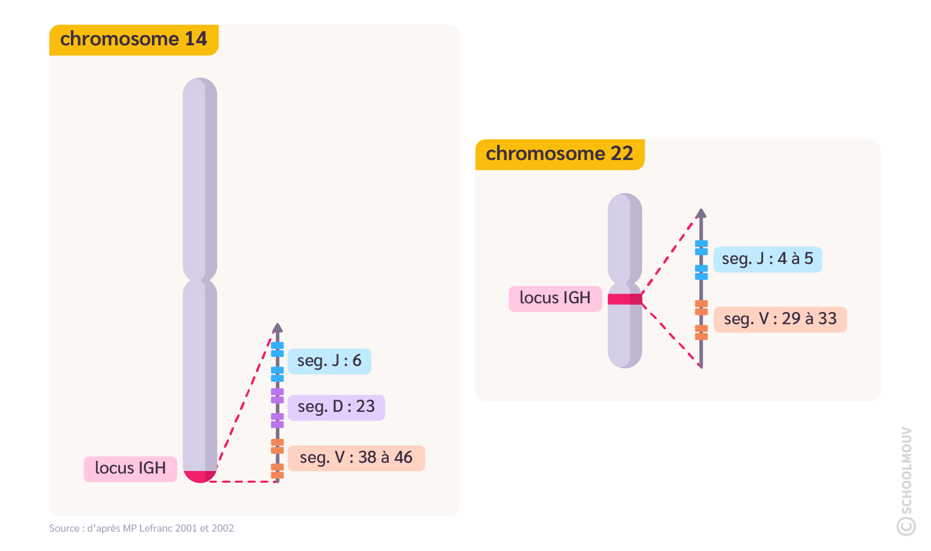 Carte des locus IGH et IGL