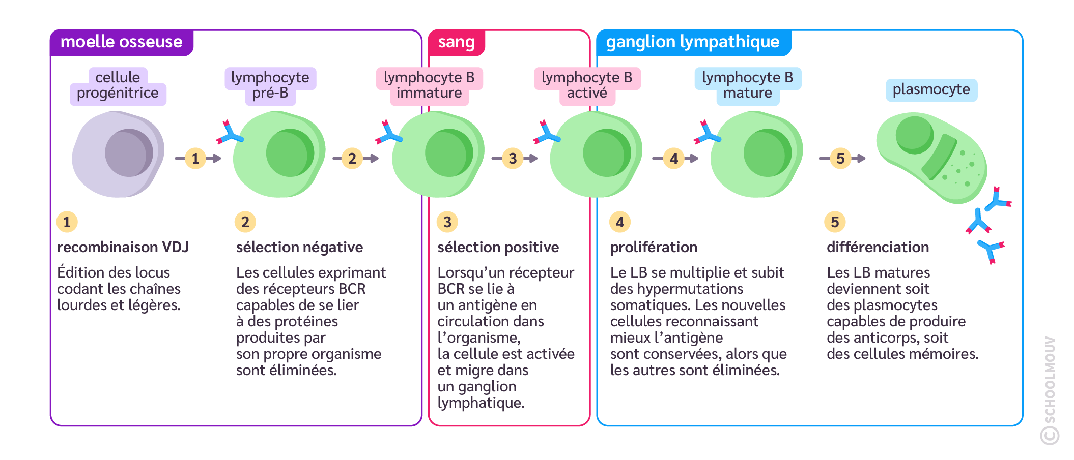 Chronologie de la formation des lymphocytes B et d’anticorps
