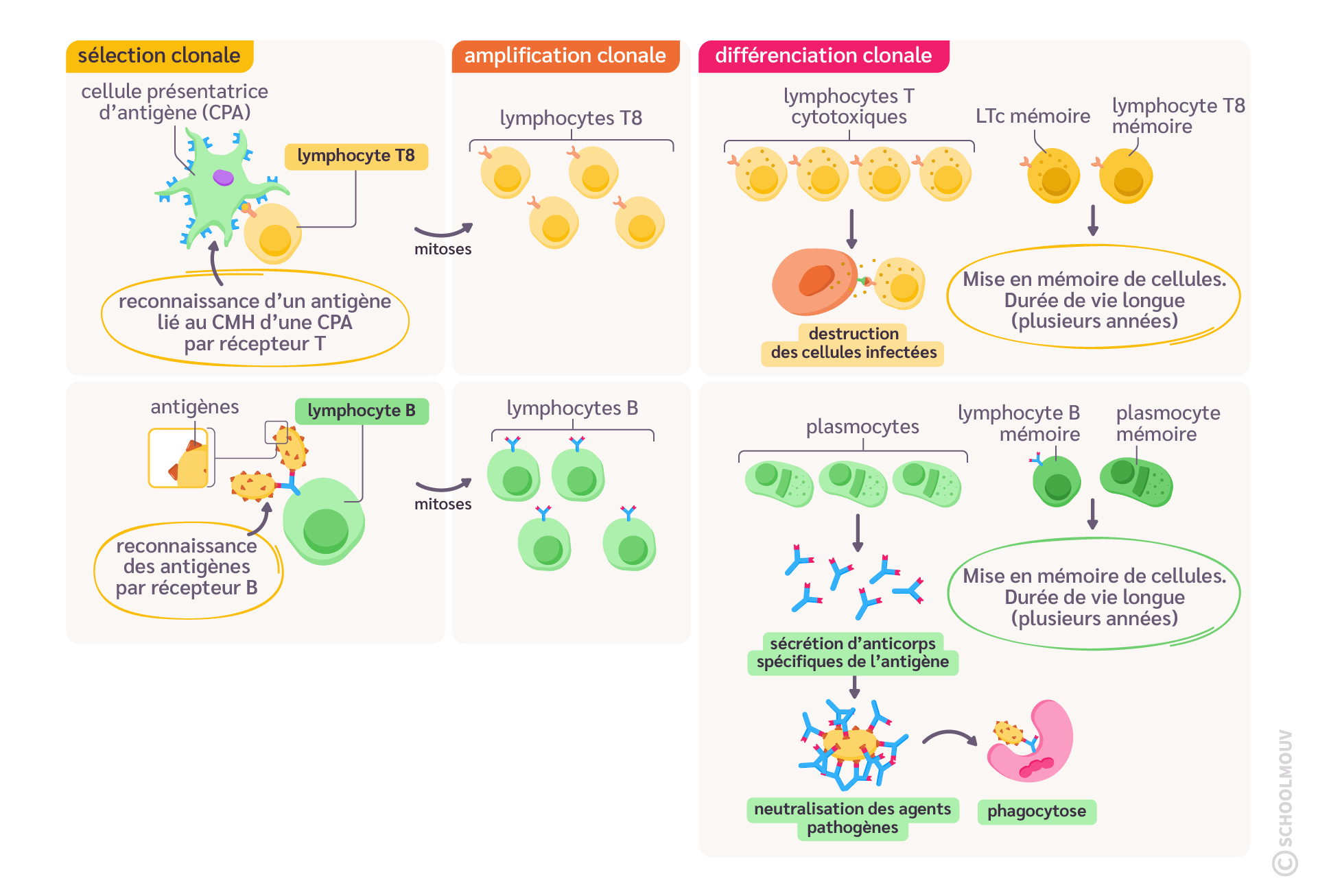 La sélection dans les ganglions lymphatiques