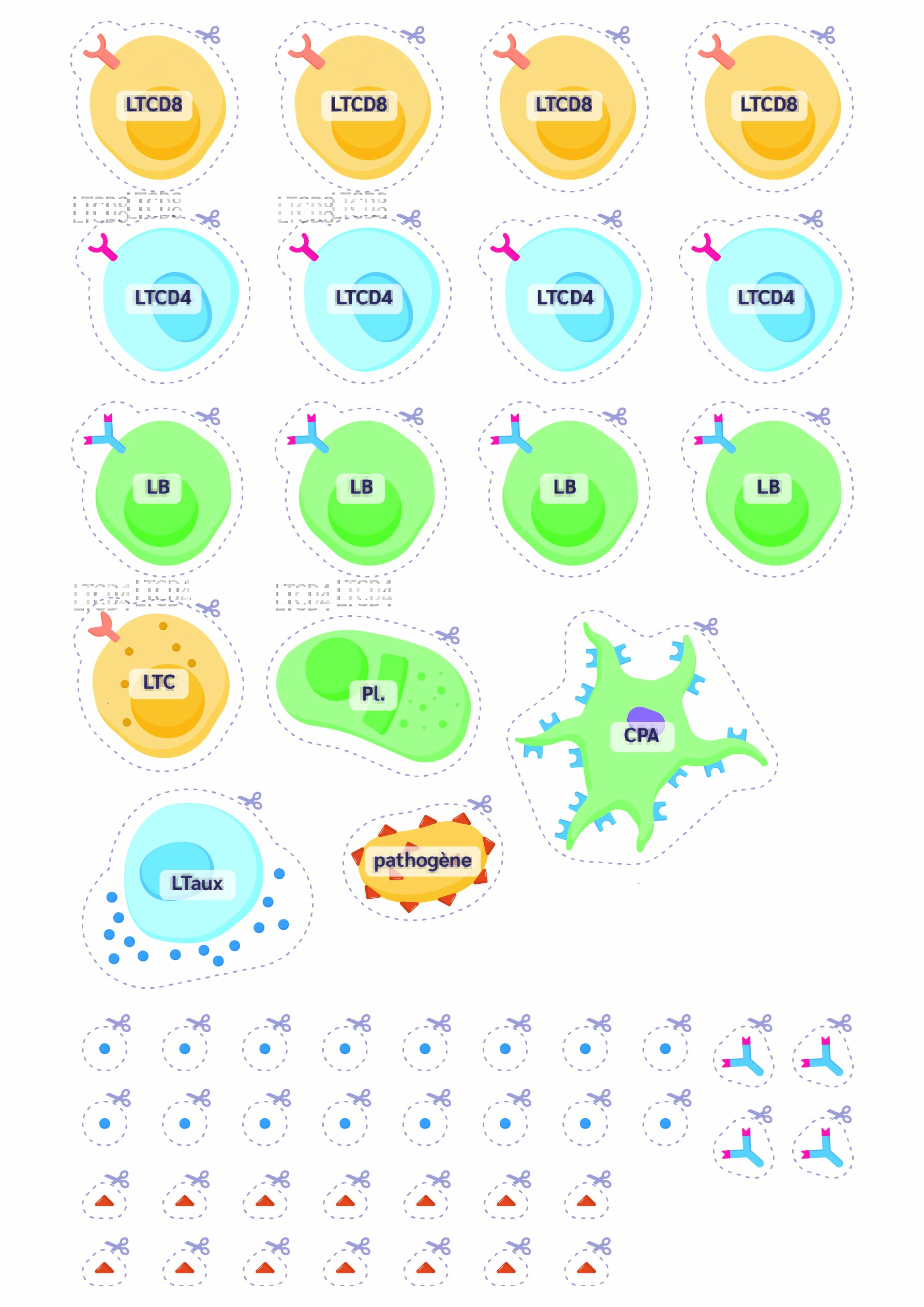 Figures schématiques des acteurs de l’immunité