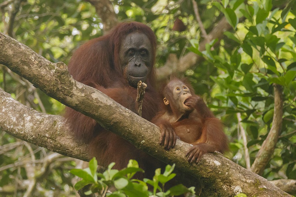 orang-outan de Bornéo