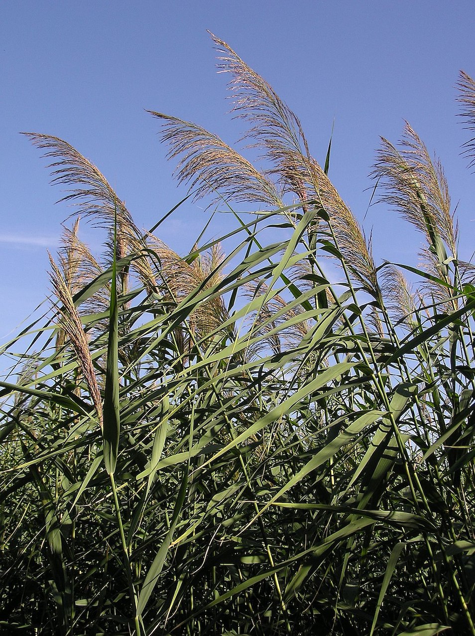 les roseaux du genre Phragmites sont de plus en plus utilisées dans des stations afin de filtrer et d’épurer les eaux usées