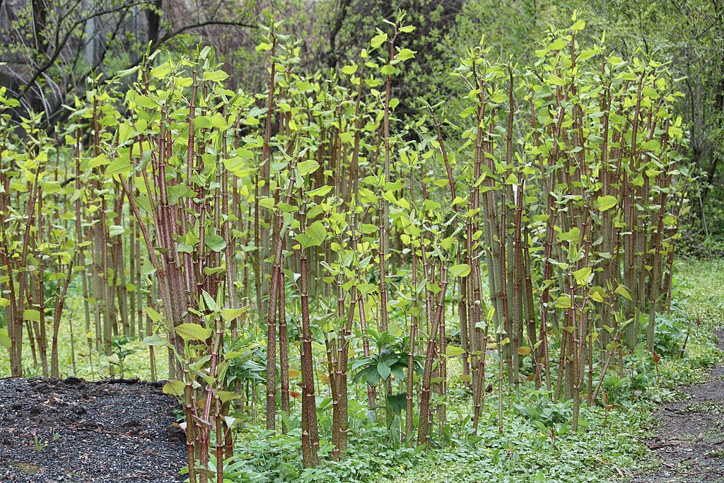 La renouée du Japon est une plante d’origine asiatique