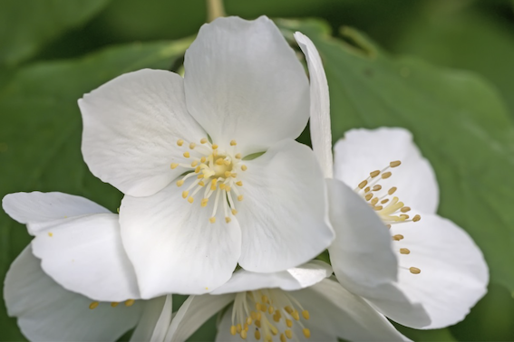 Fleur de jasmin