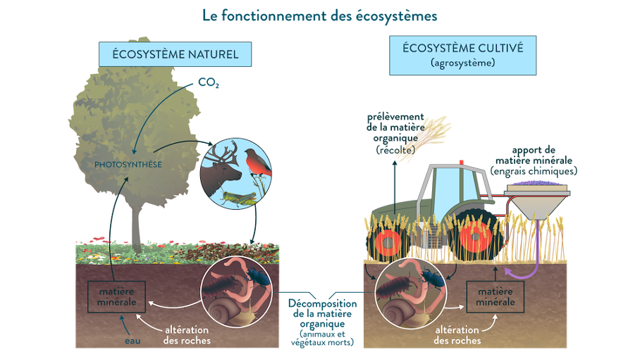 Le fonctionnement des écosystèmes