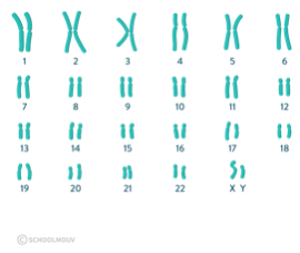 Caryotype d’un humain