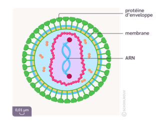 Schéma du virus de l’immunodéficience humaine