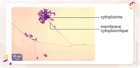 Schéma légendé d’une cellule d’Aspergillus