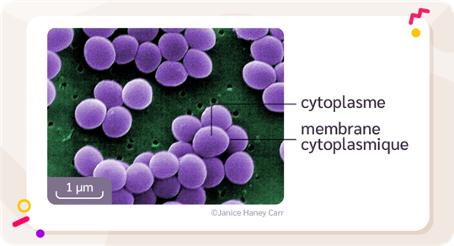 Schéma légendé de bactéries de type Staphylococcus aureus
