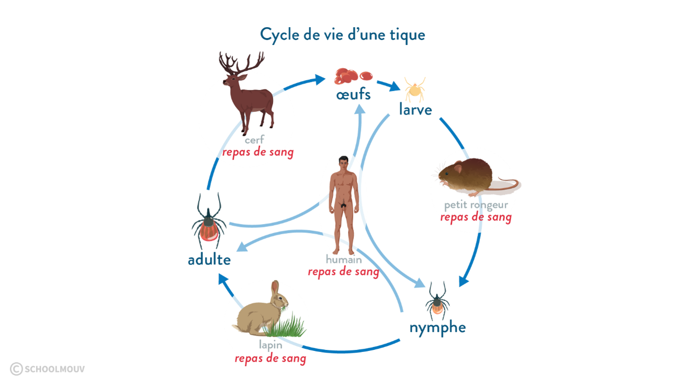 Cycle de vie d’une tique