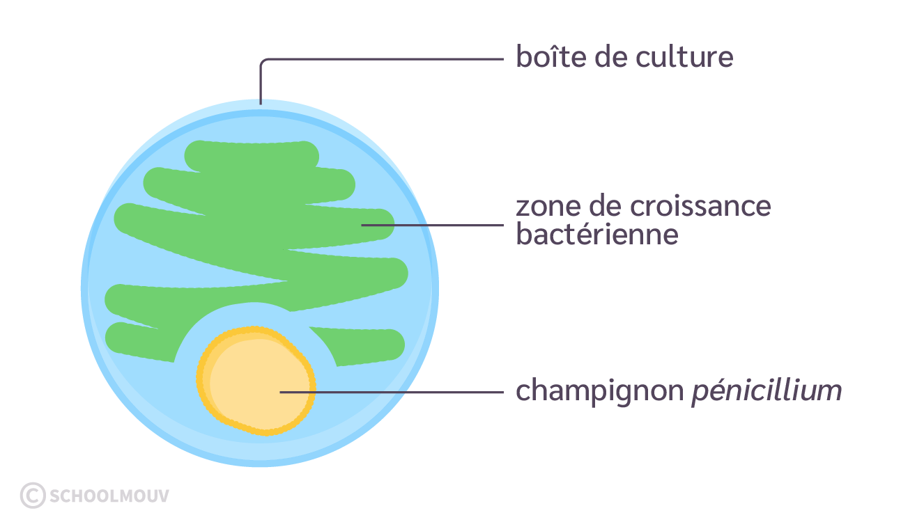 Alt texte
