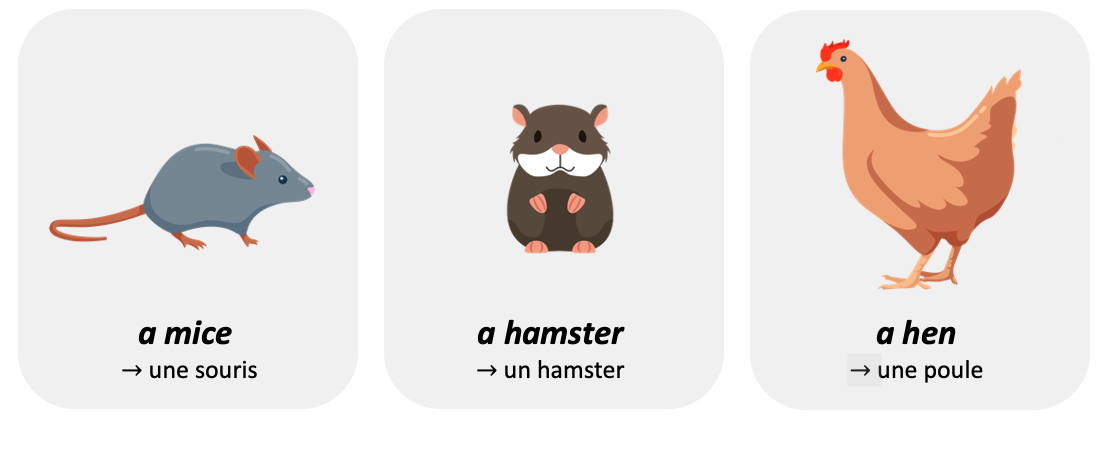 Dire ce que l'on a chez soi Fiche de cours Anglais