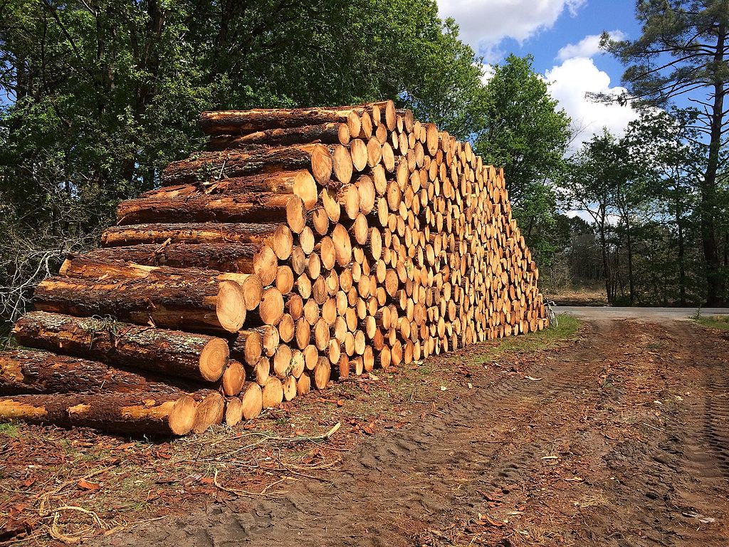 exploitation du bois de forêt