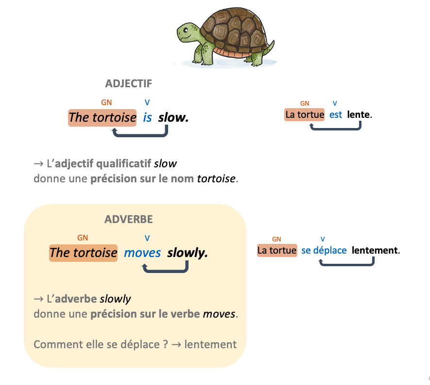 Les adverbes en anglais