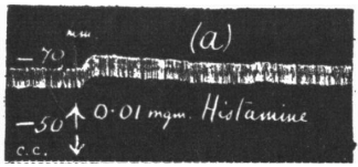 Impact de l’injection d’histamine sur le diamètre de l’artère mésentérique supérieure