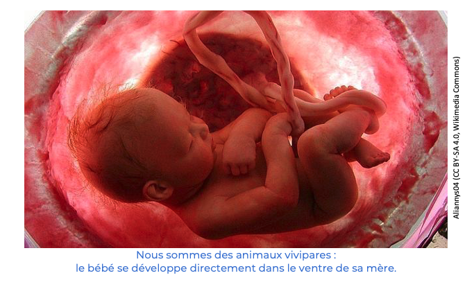 Alt texte
