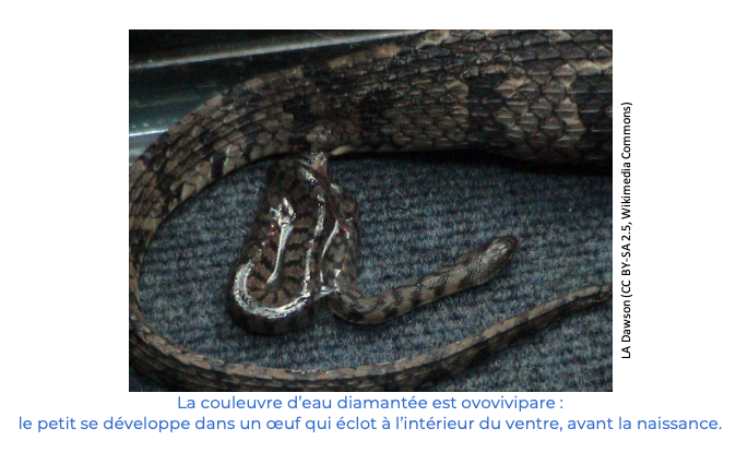 Alt texte