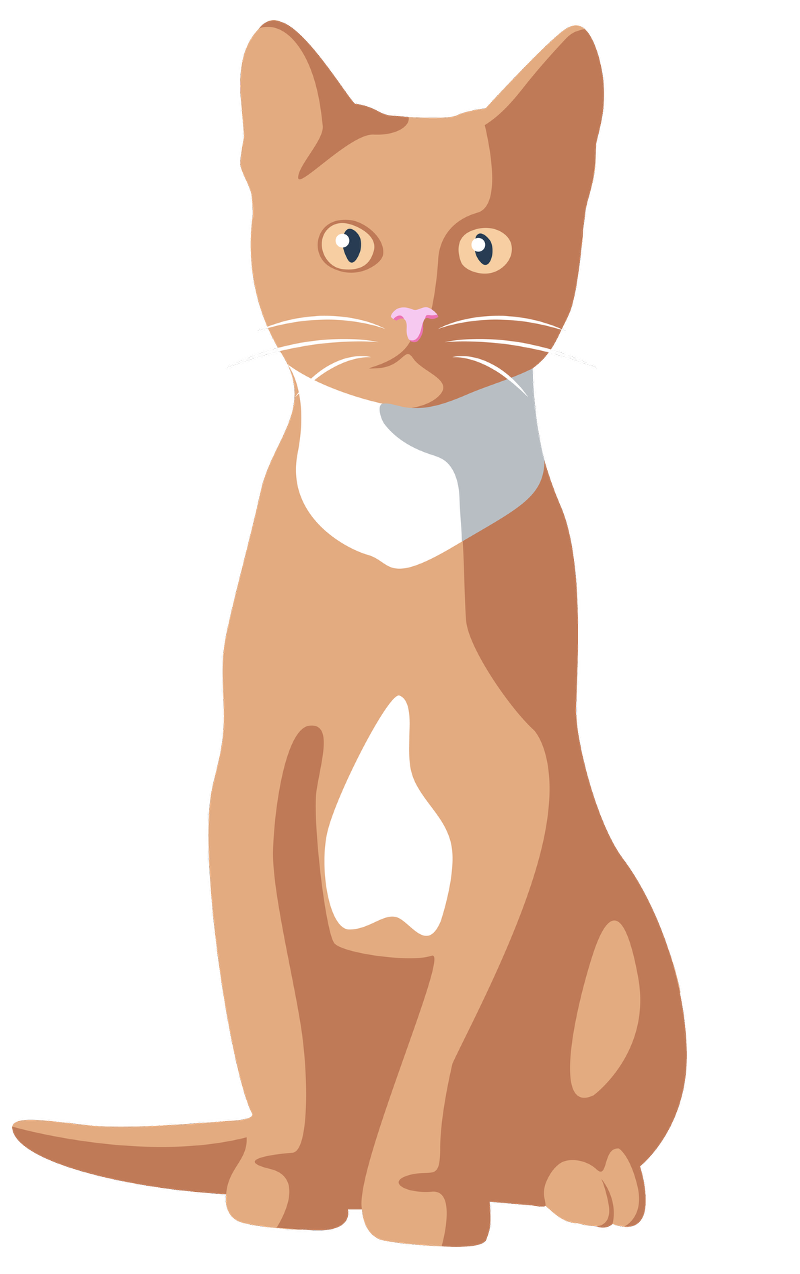 CHAT se dit CAT en anglais