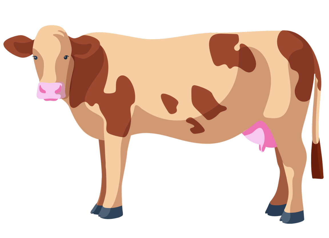 VACHE se dit COW en anglais