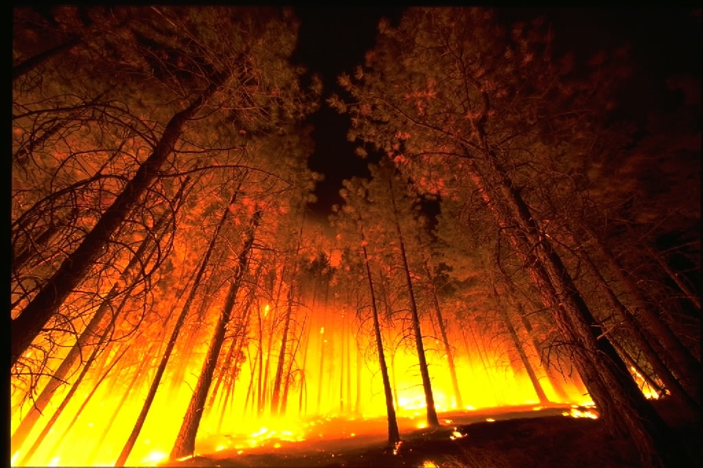 La forêt des Landes a été touchée à plusieurs reprises par d’importants incendies