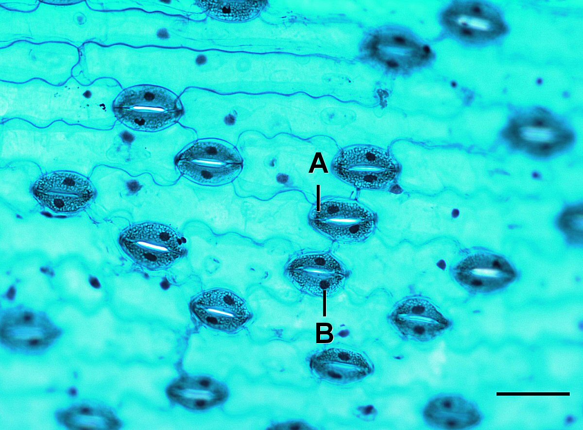 Stomates vus au microscope à balayage électronique sur une feuille de Lilium