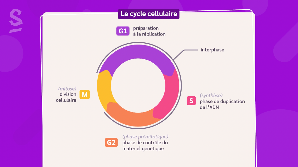 le cycle cellulaire
