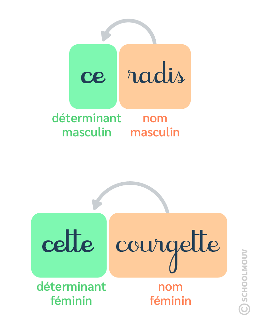 accord déterminant - schoolmouv - français - CE1