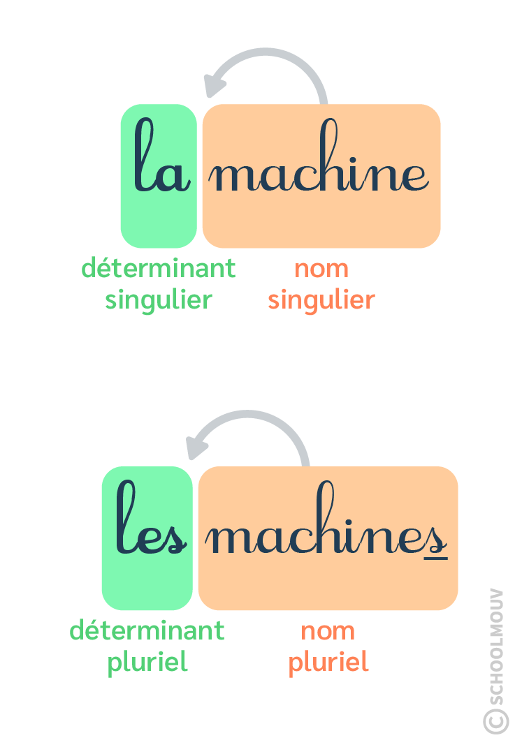 accord déterminant - schoolmouv - français - CE1