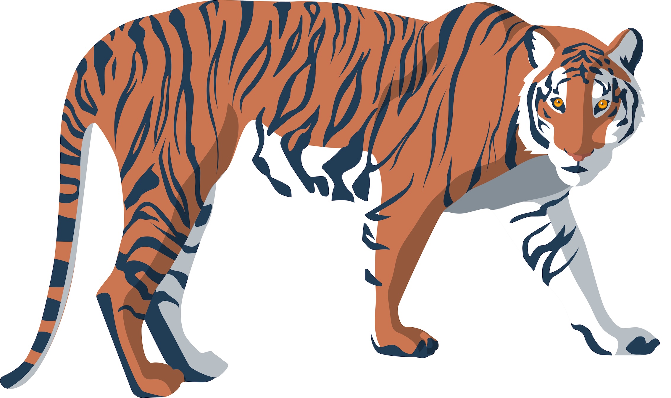 un tigre - français - étude de la langue - schoolmouv - CE2