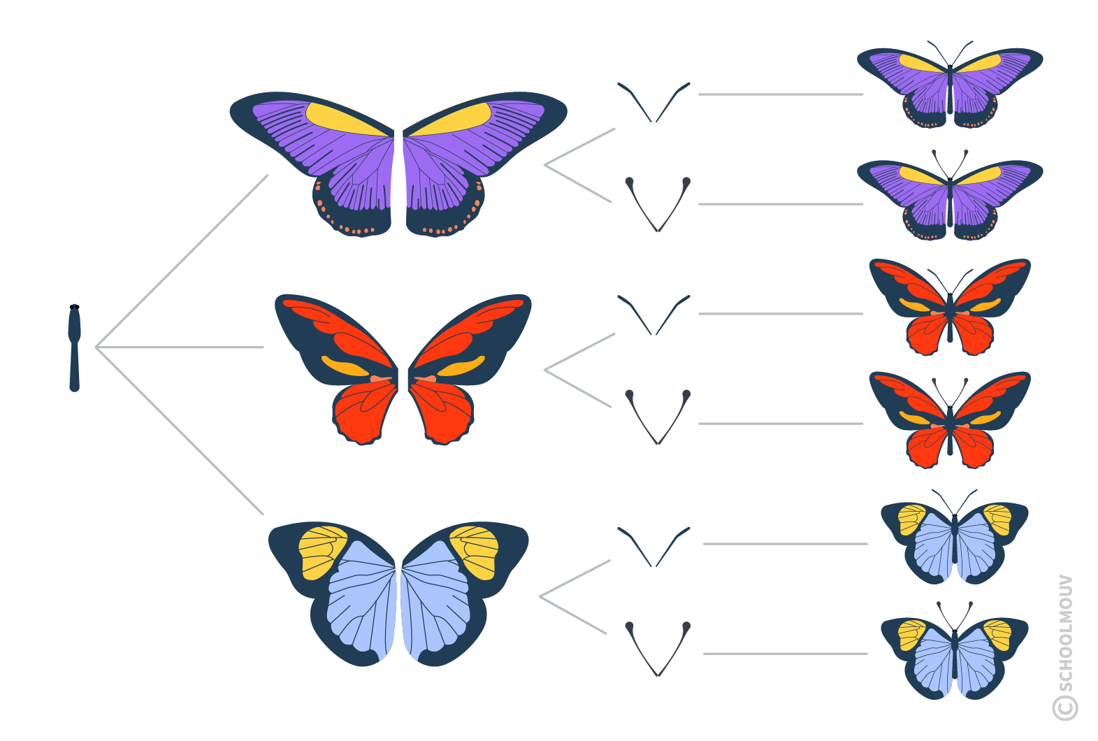 maths CE2 - L’arbre permet de représenter les possibilités pour le produit cartésien de plus de deux ensembles