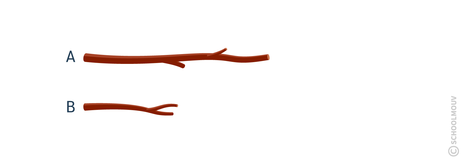 Long et court - baton
