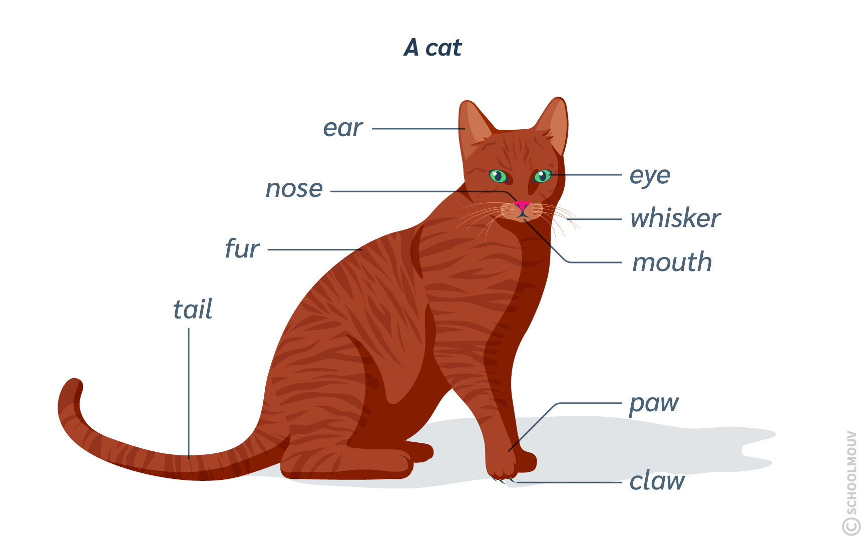 Décrire un animal en anglais