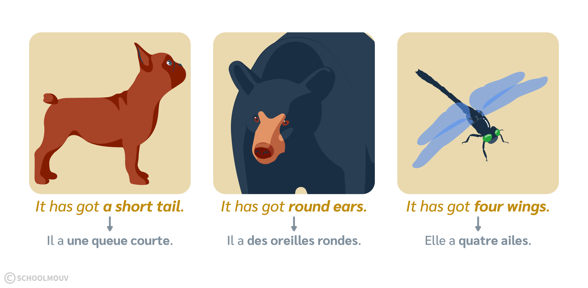 Décrire un animal en anglais en utilisant IT HAS GOT