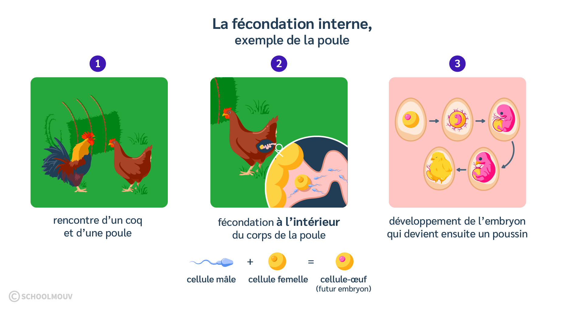 La fécondation interne est la rencontre des cellules mâles et femelles qui se fait à l’intérieur du corps de la femelle.