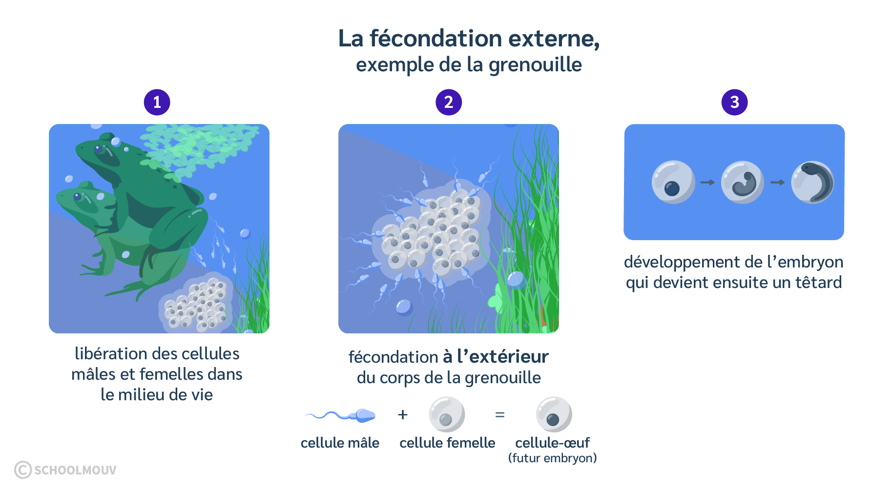La fécondation externe est la rencontre des cellules mâles et femelles à l’extérieur du corps de la femelle