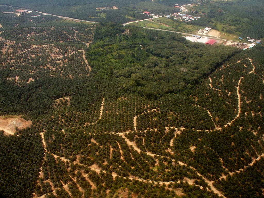 déforestation