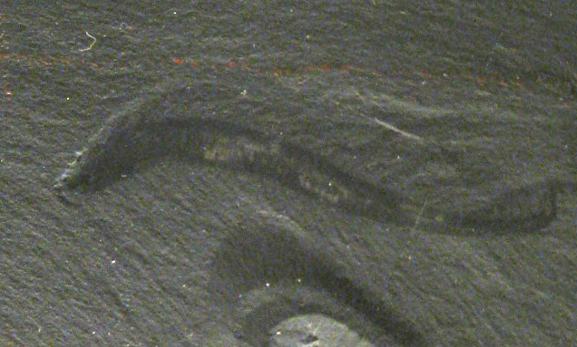 Fossile de Pikaia, -505 Ma