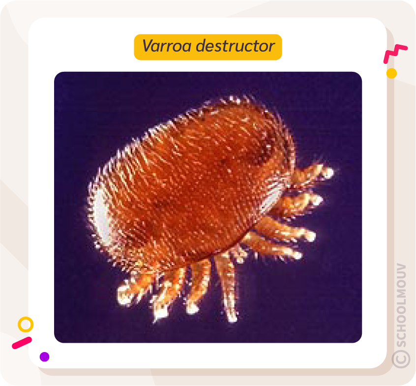 Photo de Varroa destructor