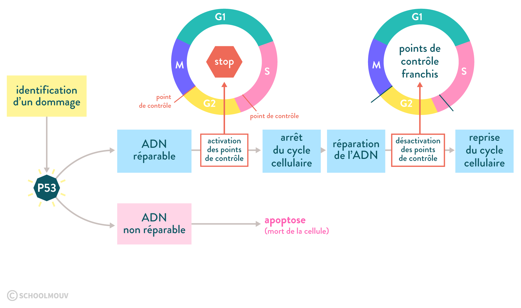 La protéine p53, garante de l’intégrité cellulaire lors de la division