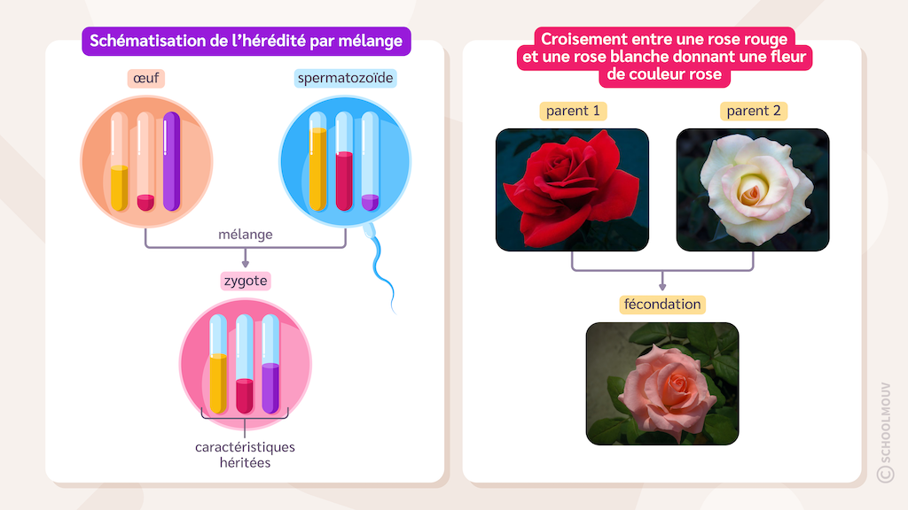 La théorie de l’hérédité par mélange