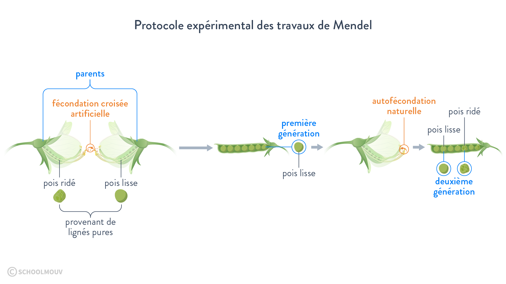 Le protocole expérimental des expériences de Mendel