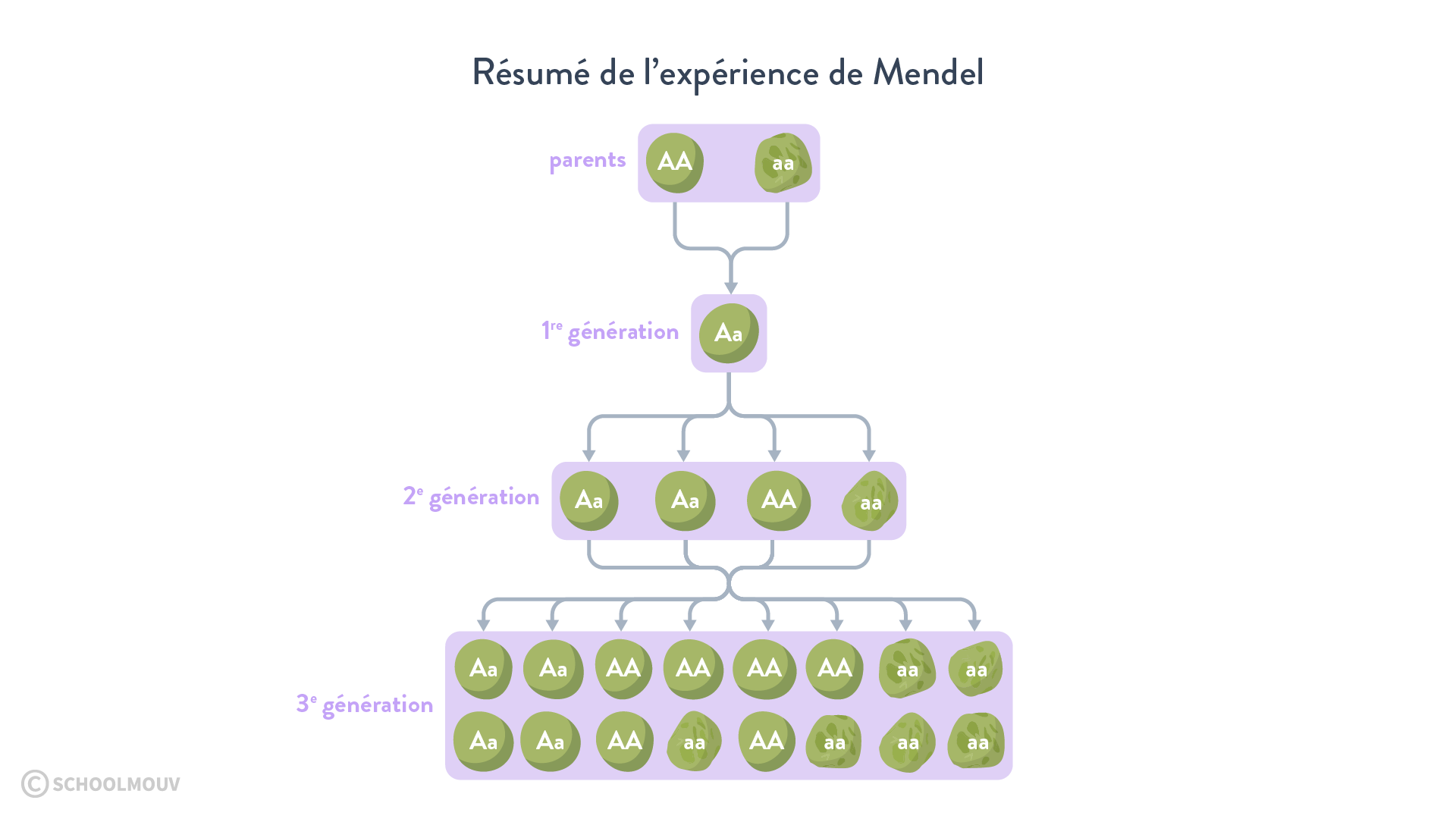Les résultats des expériences de Mendel