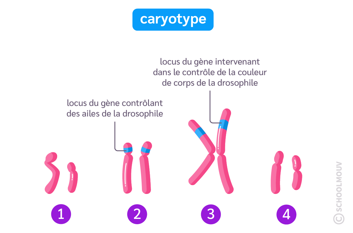 caryotype de la drosophile