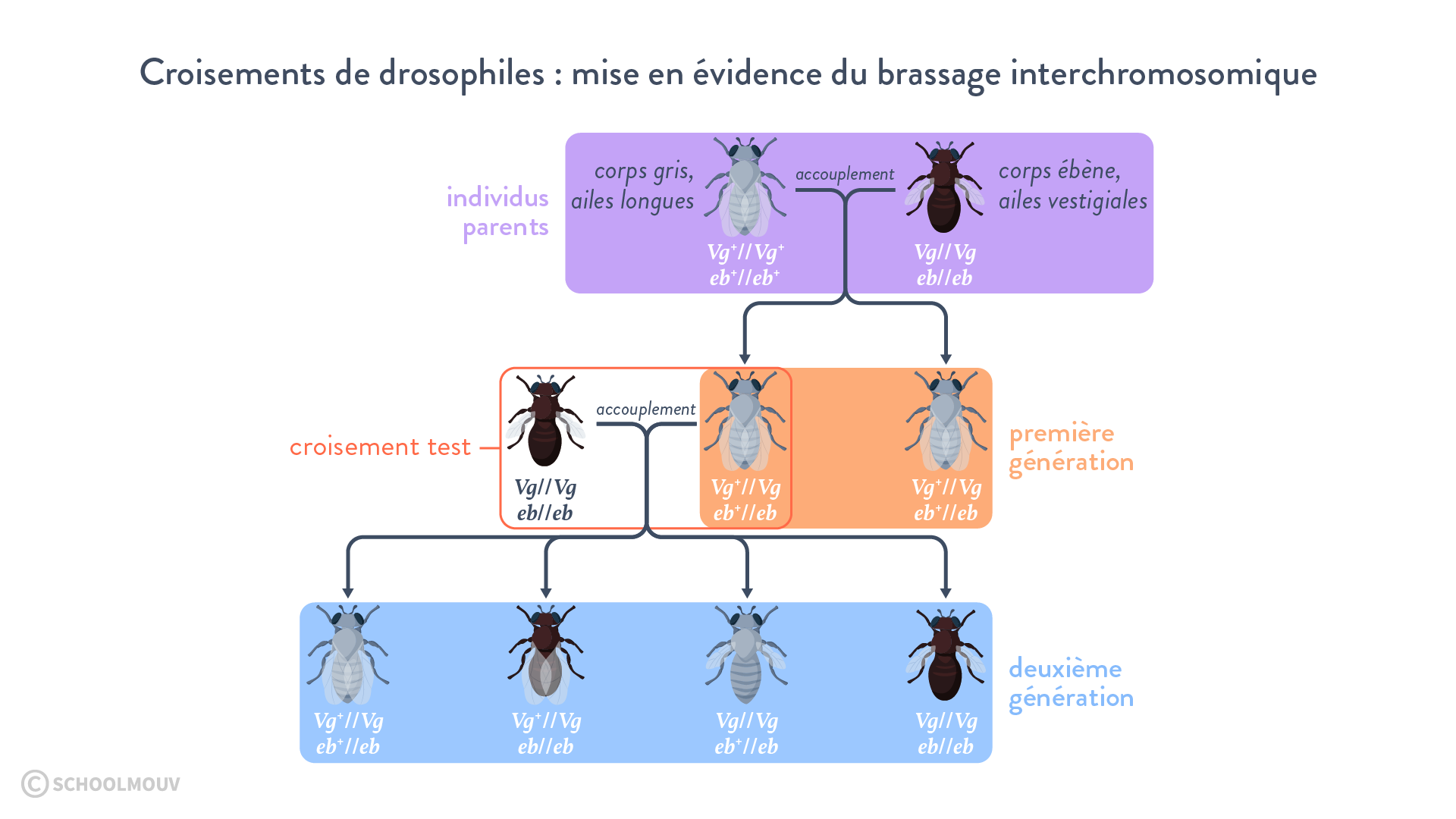 mise en évidence du brassage interchromosomique lors de croisements de drosophiles